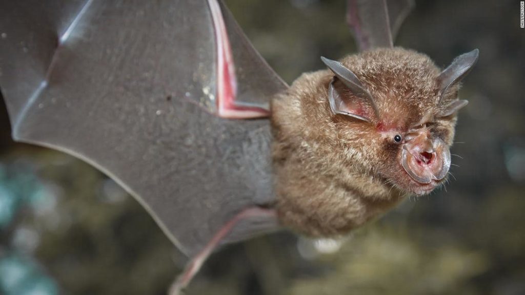 Investigadores chinos encuentran lotes de nuevos coronavirus en murciélagos