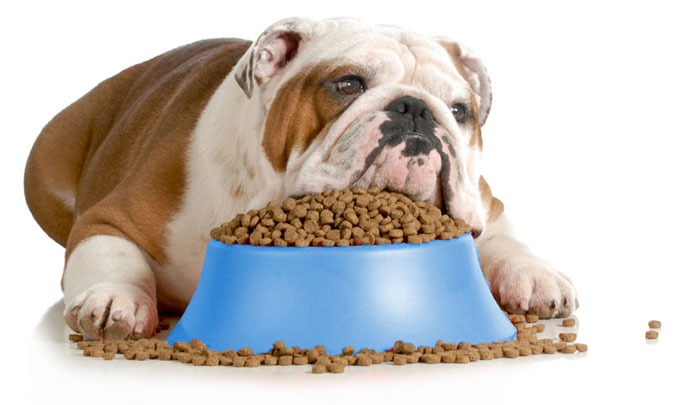 Estos son los alimentos más saludables para un perro