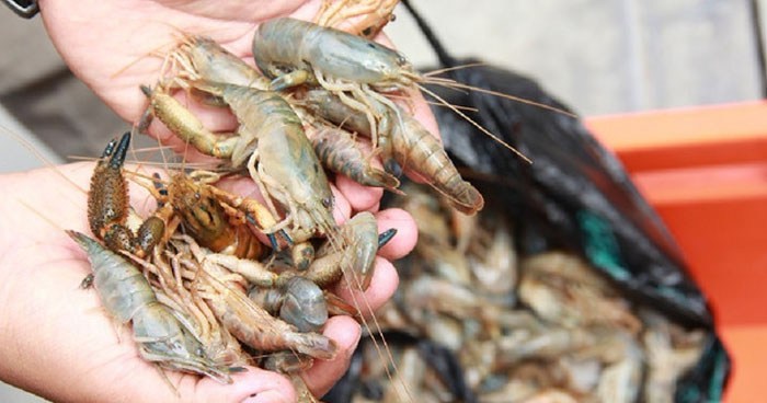 MAG prohibirá la pesca de camarón marino por un mes